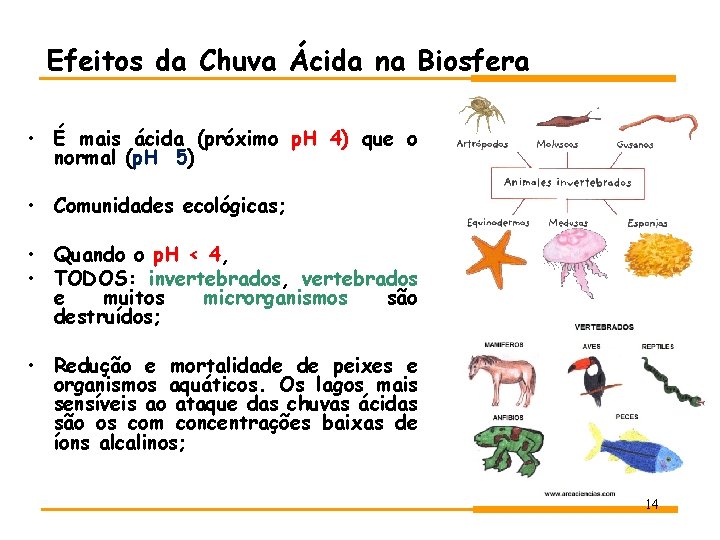 Efeitos da Chuva Ácida na Biosfera • É mais ácida (próximo p. H 4) Efeitos da Chuva Ácida na Biosfera • É mais ácida (próximo p. H 4)