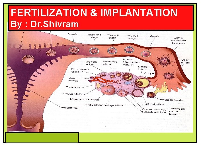 FERTILIZATION & IMPLANTATION By : Dr. Shivram 