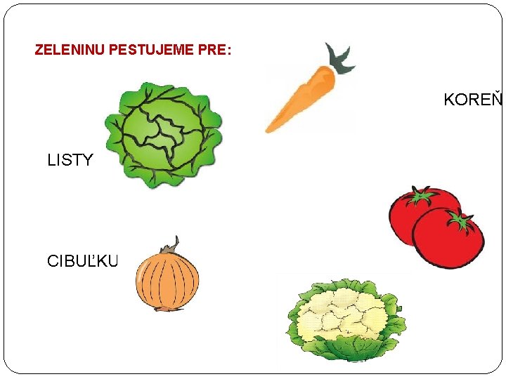 ZELENINU PESTUJEME PRE: KOREŇ LISTY PLOD CIBUĽKU KVET 