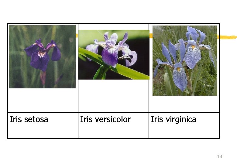 Iris setosa Iris versicolor Iris virginica 13 