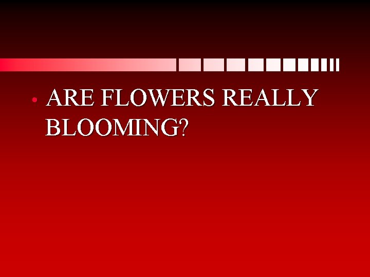  • ARE FLOWERS REALLY BLOOMING? 