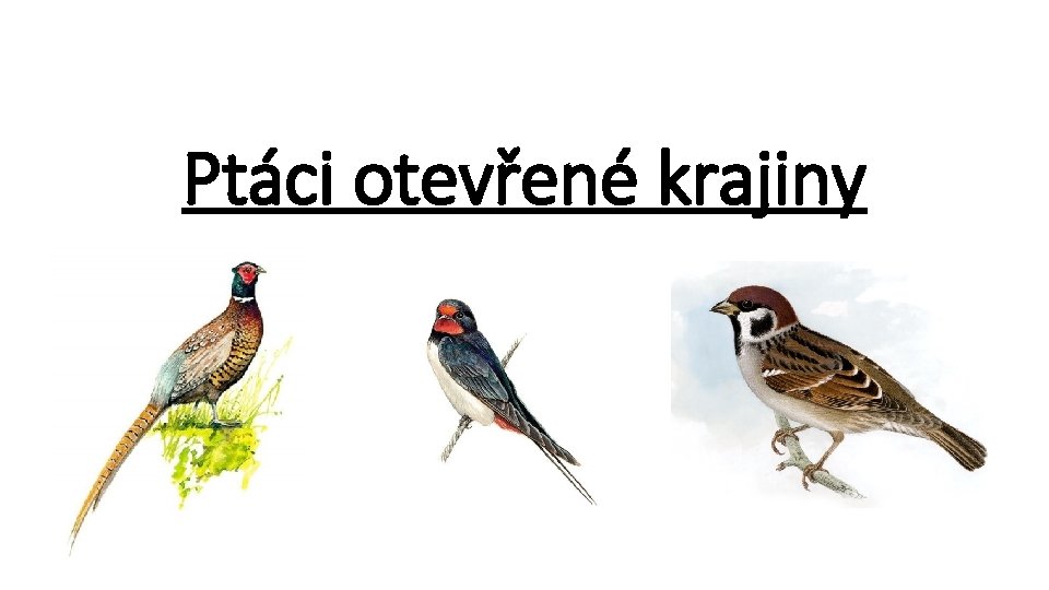 Ptáci otevřené krajiny 