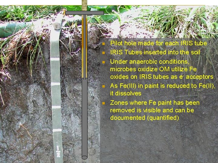 n n n Pilot hole made for each IRIS tube IRIS Tubes inserted into