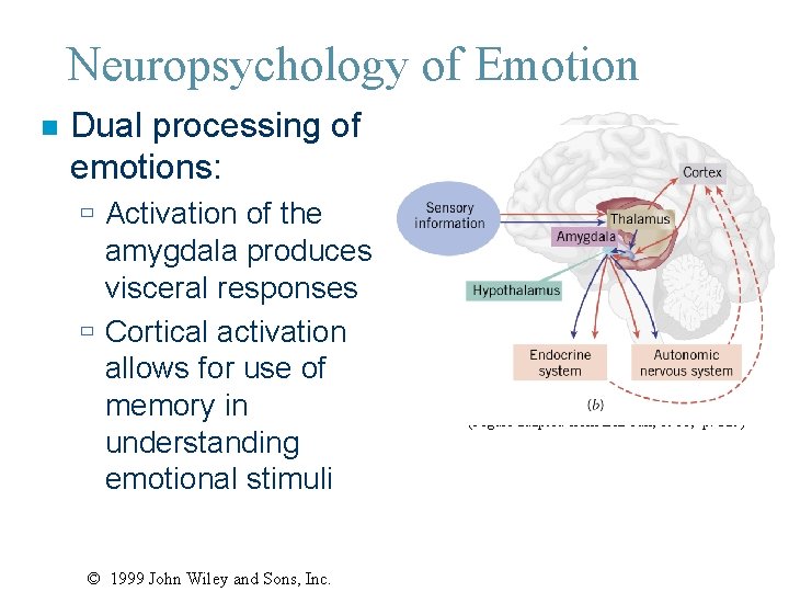 Neuropsychology of Emotion n Dual processing of emotions: ù Activation of the amygdala produces