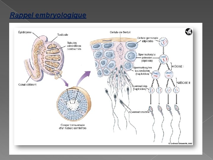 Rappel embryologique Spermatogenèse dure 57 jours 