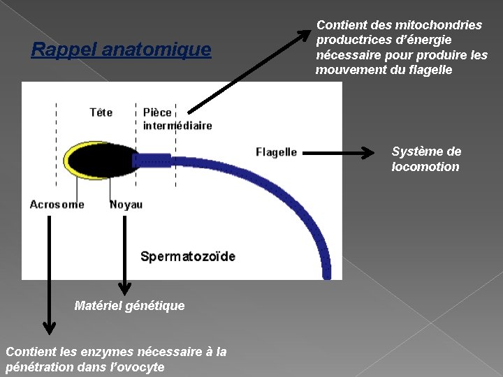 Rappel anatomique Contient des mitochondries productrices d’énergie nécessaire pour produire les mouvement du flagelle