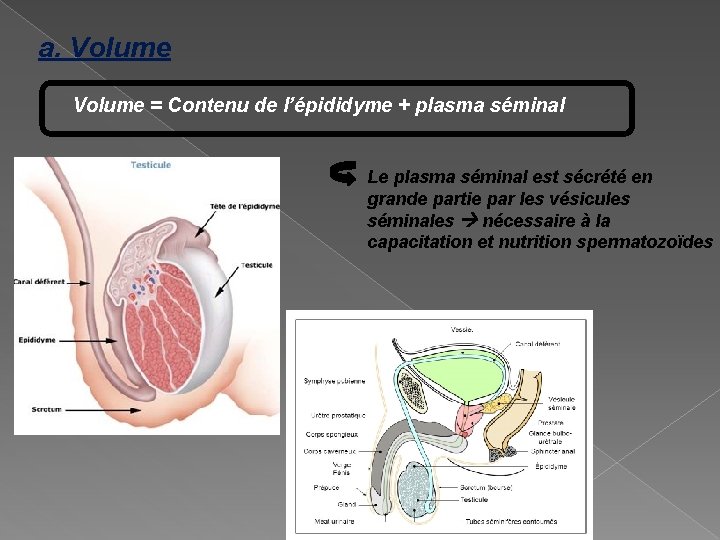 a. Volume = Contenu de l’épididyme + plasma séminal Le plasma séminal est sécrété