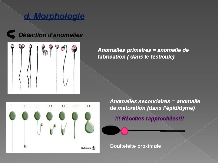 d. Morphologie Détection d’anomalies Anomalies primaires = anomalie de fabrication ( dans le testicule)