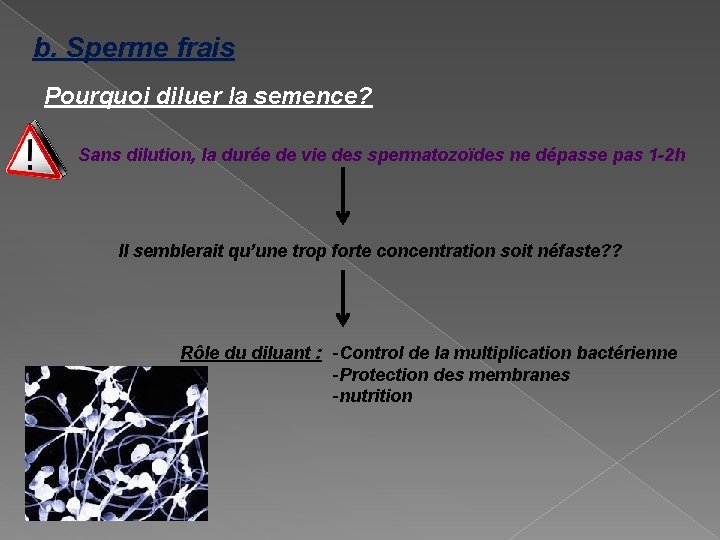 b. Sperme frais Pourquoi diluer la semence? Sans dilution, la durée de vie des