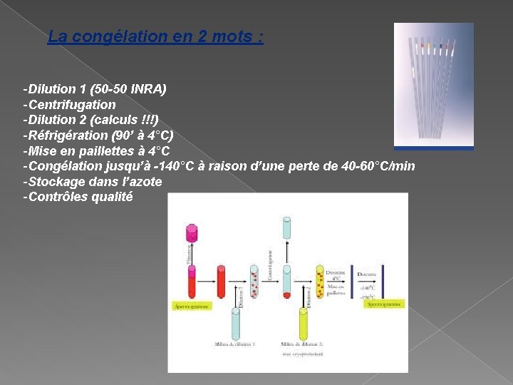 La congélation en 2 mots : -Dilution 1 (50 -50 INRA) -Centrifugation -Dilution 2