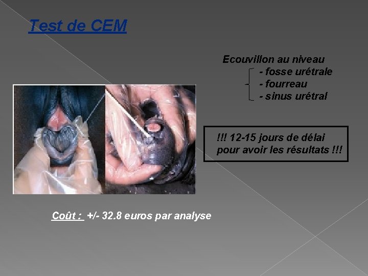Test de CEM Ecouvillon au niveau - fosse urétrale - fourreau - sinus urétral