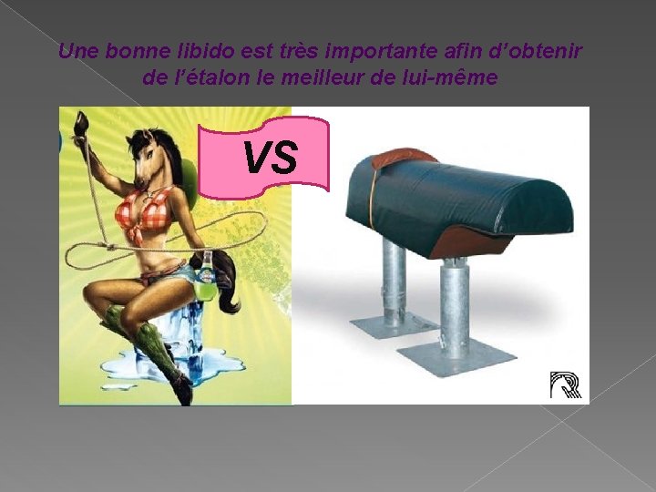 Une bonne libido est très importante afin d’obtenir de l’étalon le meilleur de lui-même