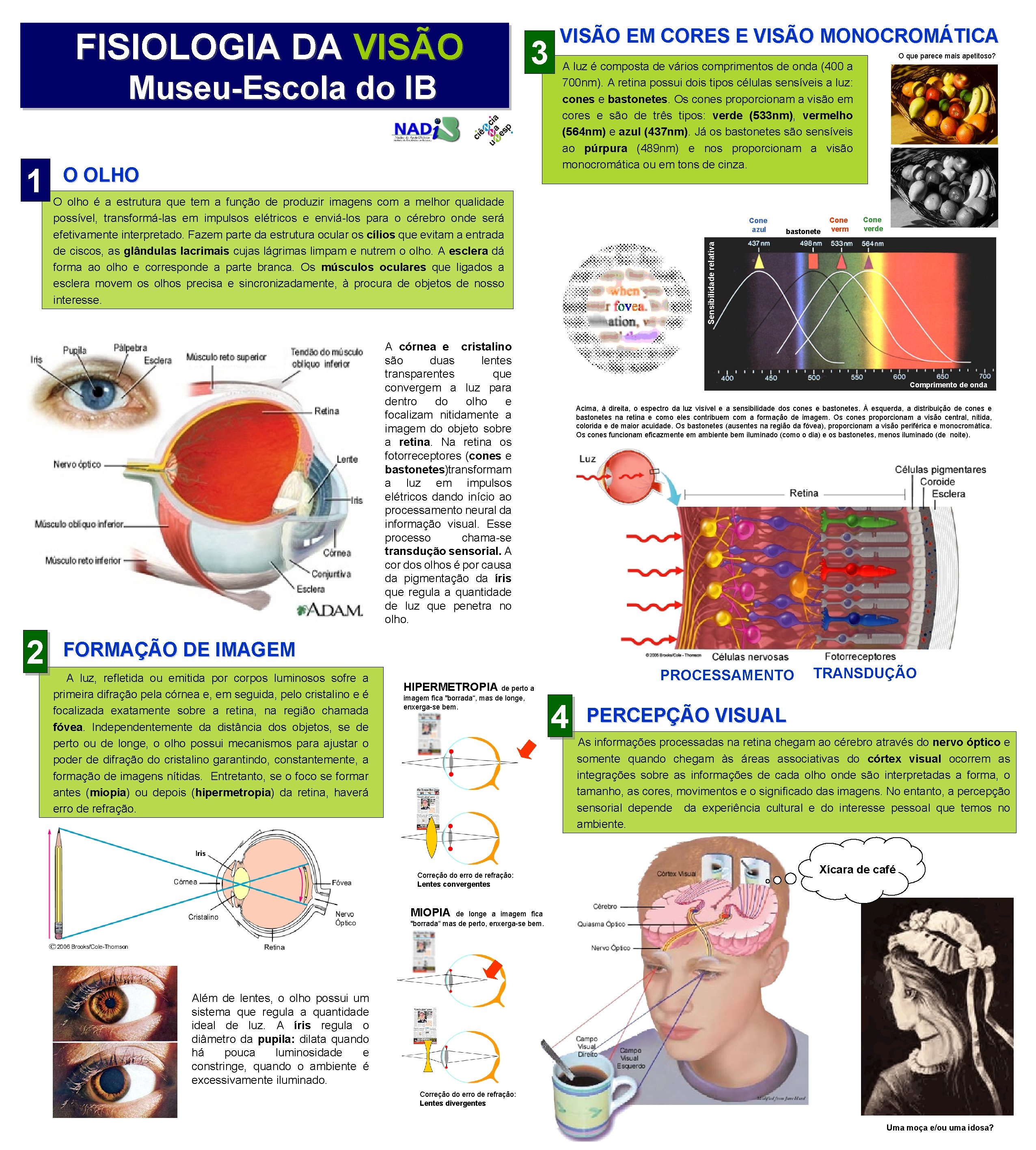 FISIOLOGIA DA VISÃO Museu-Escola do IB O OLHO A luz é composta de vários