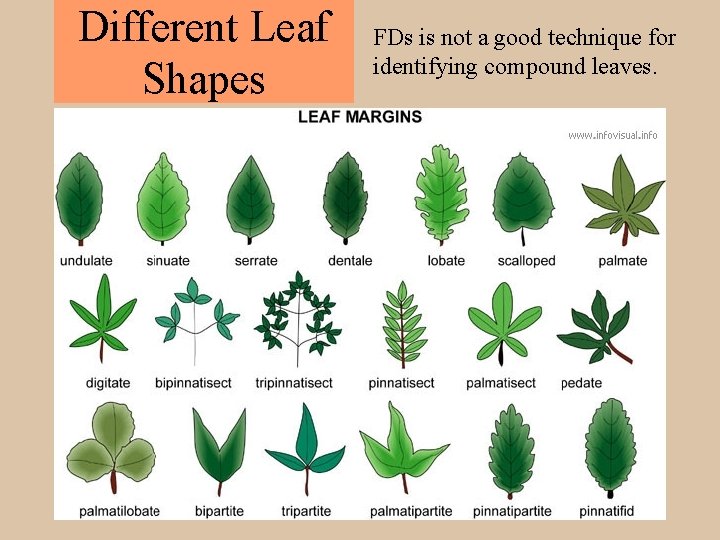 Different Leaf Shapes FDs is not a good technique for identifying compound leaves. 