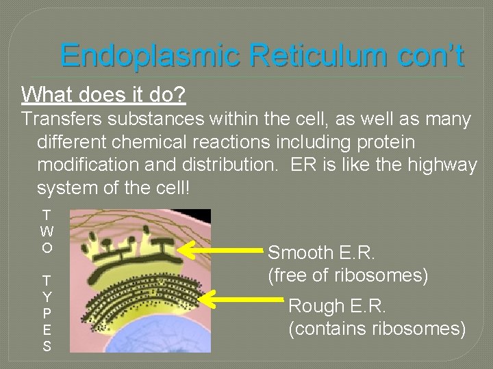 Endoplasmic Reticulum con’t What does it do? Transfers substances within the cell, as well