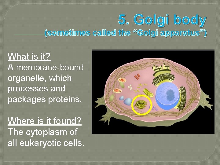 5. Golgi body (sometimes called the “Golgi apparatus”) What is it? A membrane-bound organelle,