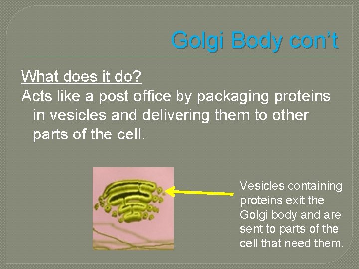 Golgi Body con’t What does it do? Acts like a post office by packaging