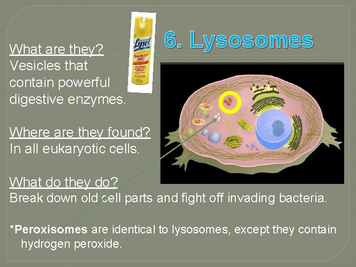 What are they? Vesicles that contain powerful digestive enzymes. 6. Lysosomes Where are they