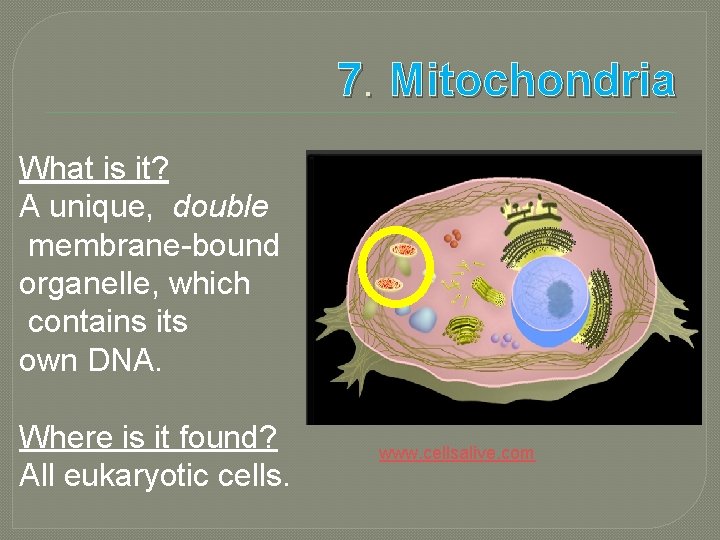 7. Mitochondria What is it? A unique, double membrane-bound organelle, which contains its own