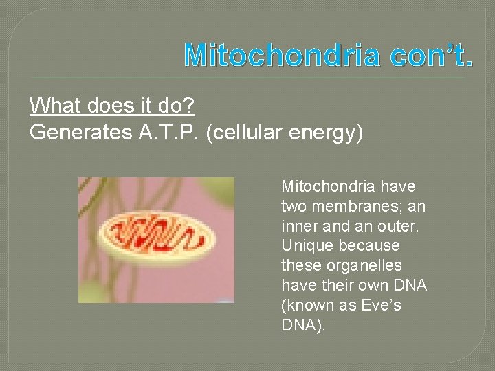 Mitochondria con’t. What does it do? Generates A. T. P. (cellular energy) Mitochondria have