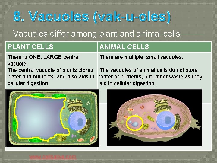 8. Vacuoles (vak-u-oles) Vacuoles differ among plant and animal cells. PLANT CELLS ANIMAL CELLS