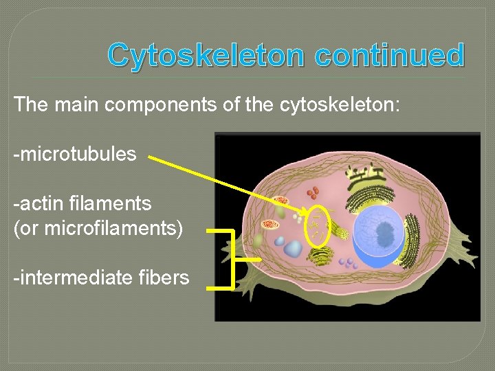 Cytoskeleton continued The main components of the cytoskeleton: -microtubules -actin filaments (or microfilaments) -intermediate