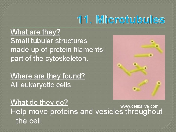 11. Microtubules What are they? Small tubular structures made up of protein filaments; part