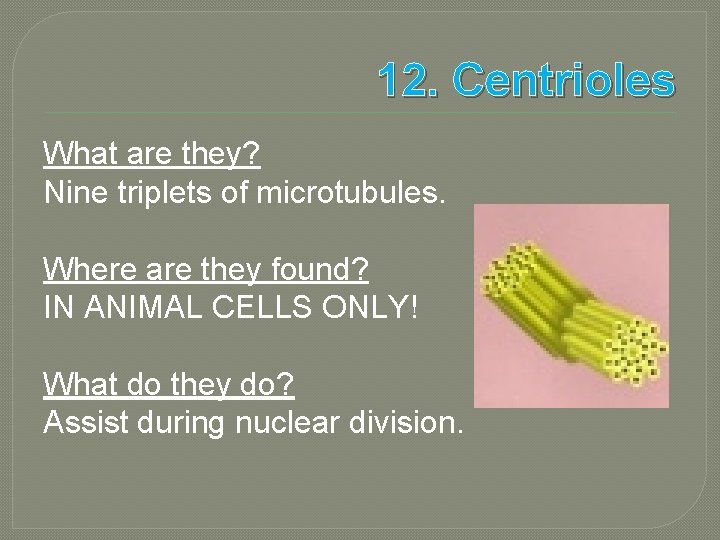 12. Centrioles What are they? Nine triplets of microtubules. Where are they found? IN