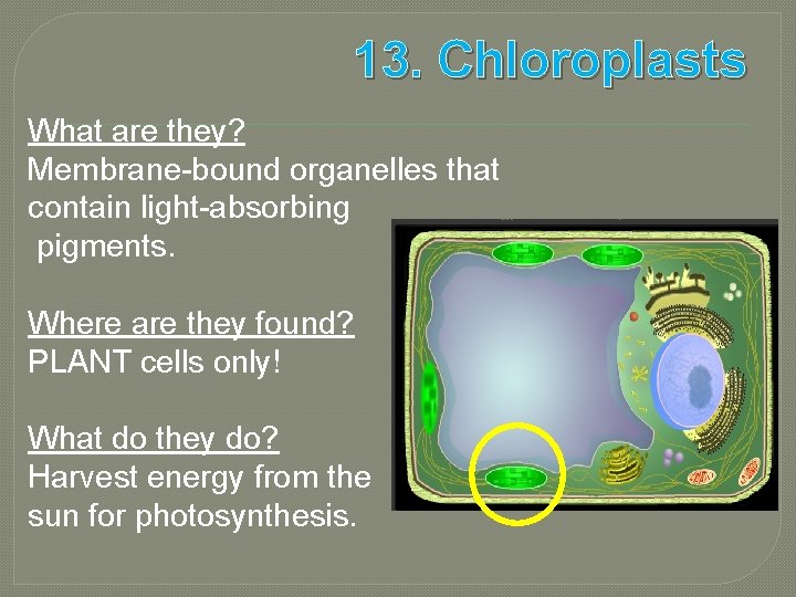 13. Chloroplasts What are they? Membrane-bound organelles that contain light-absorbing pigments. Where are they