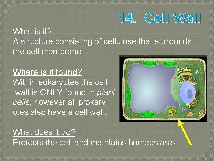 14. Cell Wall What is it? A structure consisting of cellulose that surrounds the