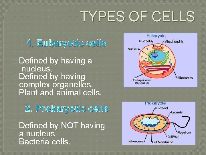 TYPES OF CELLS 1. Eukaryotic cells � Defined by having a nucleus. � Defined