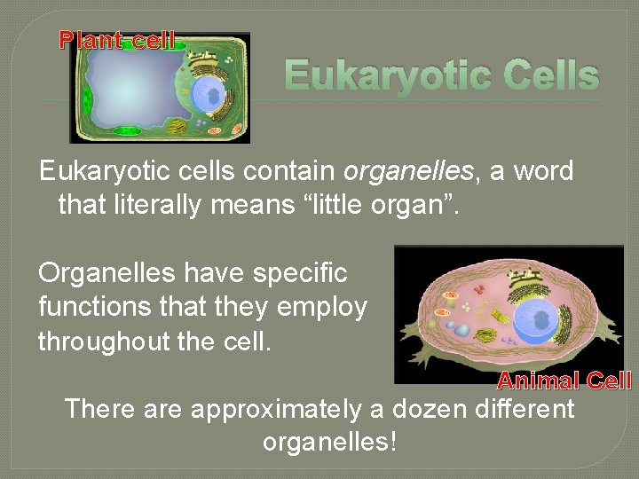 Plant cell Eukaryotic Cells Eukaryotic cells contain organelles, a word that literally means “little