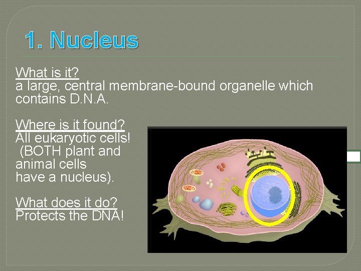 1. Nucleus What is it? a large, central membrane-bound organelle which contains D. N.