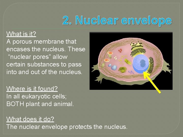 2. Nuclear envelope What is it? A porous membrane that encases the nucleus. These