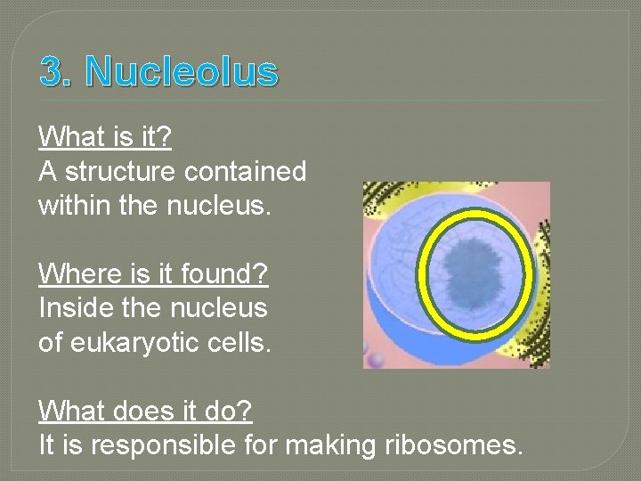 3. Nucleolus What is it? A structure contained within the nucleus. Where is it