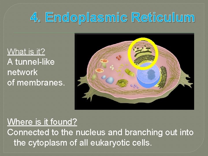 4. Endoplasmic Reticulum What is it? A tunnel-like network of membranes. Where is it