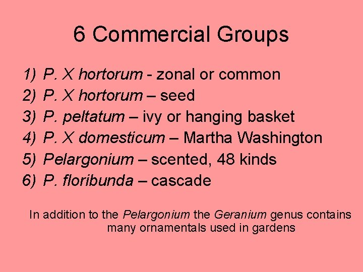 6 Commercial Groups 1) 2) 3) 4) 5) 6) P. X hortorum - zonal