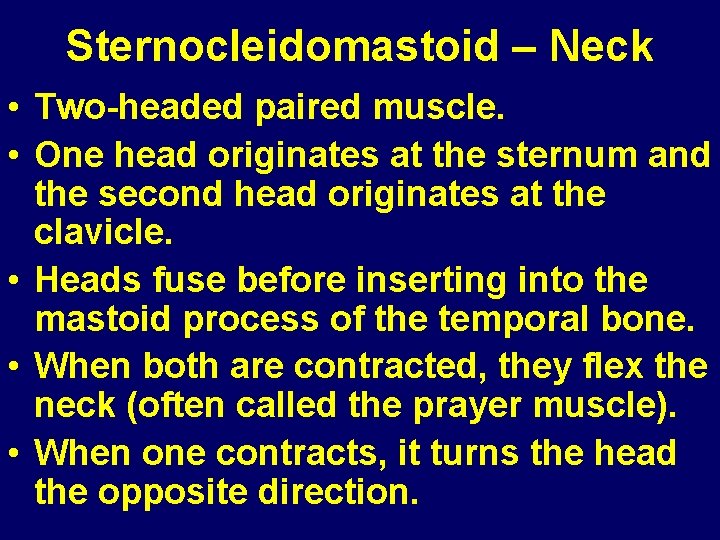 Sternocleidomastoid – Neck • Two-headed paired muscle. • One head originates at the sternum