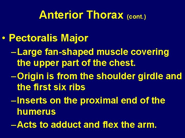 Anterior Thorax (cont. ) • Pectoralis Major – Large fan-shaped muscle covering the upper