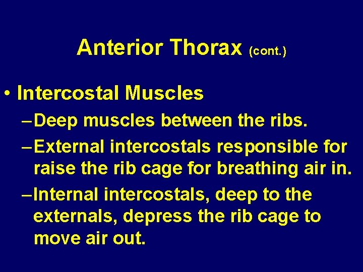 Anterior Thorax (cont. ) • Intercostal Muscles – Deep muscles between the ribs. –