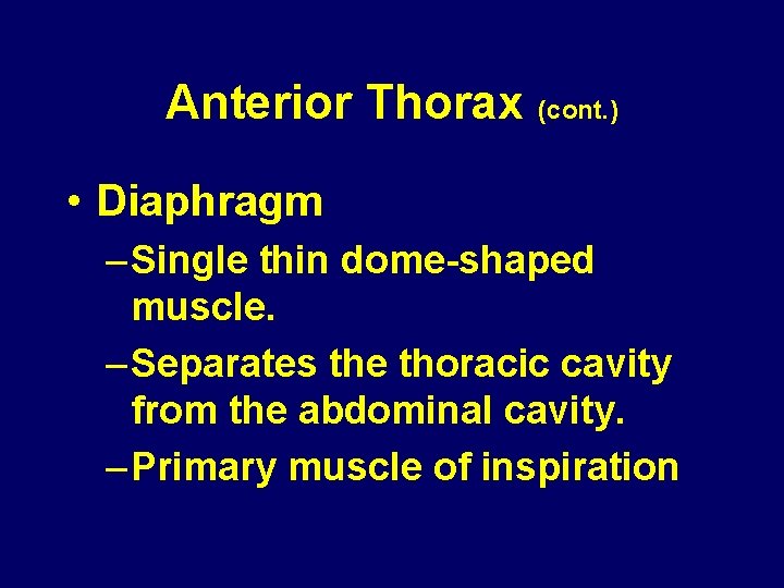 Anterior Thorax (cont. ) • Diaphragm – Single thin dome-shaped muscle. – Separates the