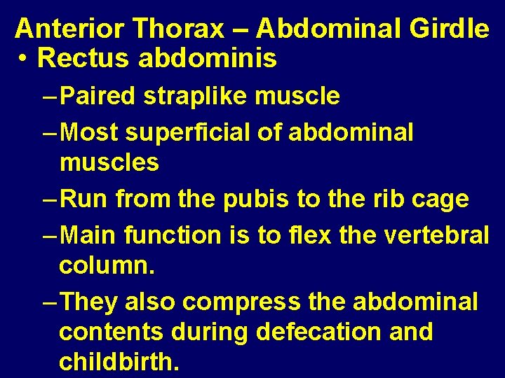 Anterior Thorax – Abdominal Girdle • Rectus abdominis – Paired straplike muscle – Most