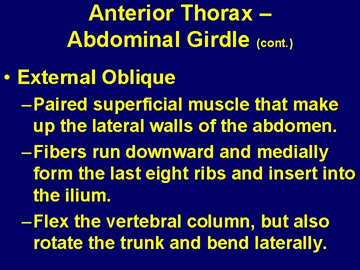 Anterior Thorax – Abdominal Girdle (cont. ) • External Oblique – Paired superficial muscle