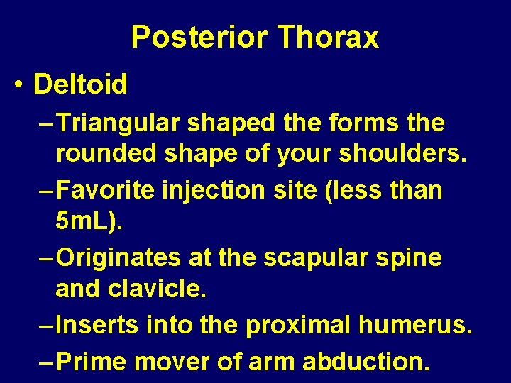 Posterior Thorax • Deltoid – Triangular shaped the forms the rounded shape of your Posterior Thorax • Deltoid – Triangular shaped the forms the rounded shape of your