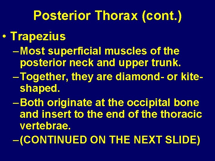 Posterior Thorax (cont. ) • Trapezius – Most superficial muscles of the posterior neck