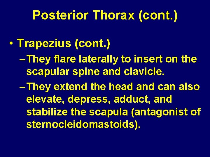 Posterior Thorax (cont. ) • Trapezius (cont. ) – They flare laterally to insert