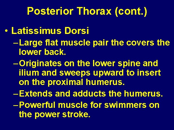 Posterior Thorax (cont. ) • Latissimus Dorsi – Large flat muscle pair the covers Posterior Thorax (cont. ) • Latissimus Dorsi – Large flat muscle pair the covers