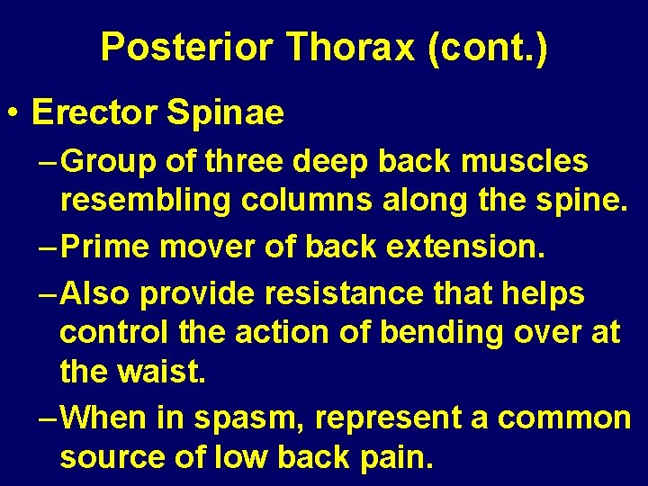 Posterior Thorax (cont. ) • Erector Spinae – Group of three deep back muscles
