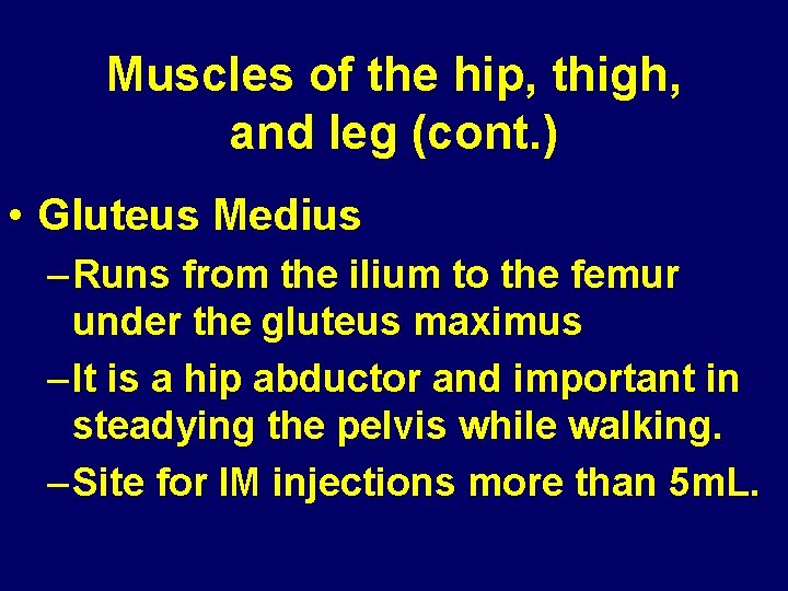 Muscles of the hip, thigh, and leg (cont. ) • Gluteus Medius – Runs Muscles of the hip, thigh, and leg (cont. ) • Gluteus Medius – Runs
