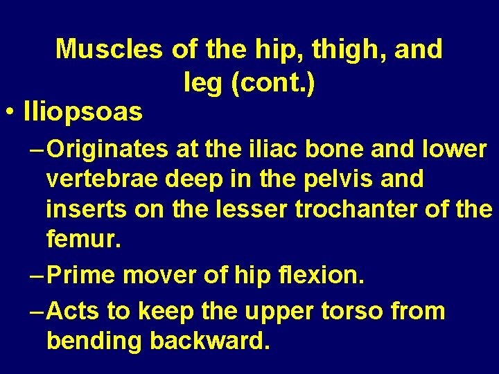 Muscles of the hip, thigh, and leg (cont. ) • Iliopsoas – Originates at